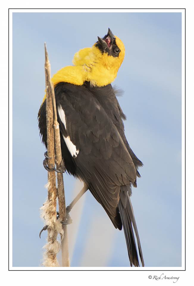 Yellow-headed blackbird 2 copy.jpg